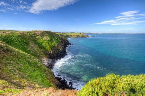 Phillip Island Penguin And Koala Highlights Day-Trip From Melbourne - Accommodation Bookings 5