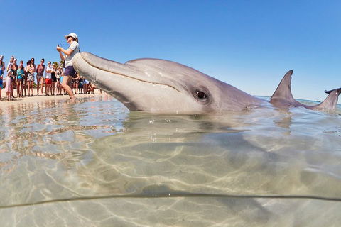 7-Day Exmouth Explorer Via Pinnacles Monkey Mia Ningaloo Reef Returning To Perth - Accommodation Bookings 1