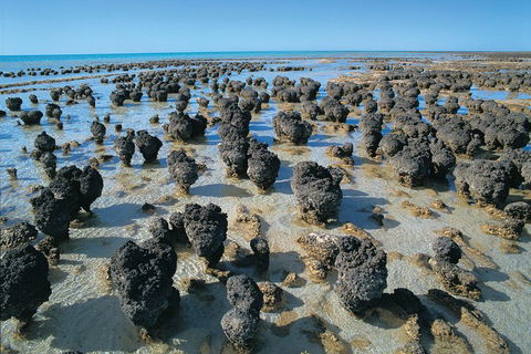 7-Day Exmouth Explorer Via Pinnacles Monkey Mia Ningaloo Reef Returning To Perth - Accommodation Bookings 3