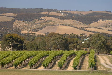 McLaren Vale And Glenelg Wine Tasting And Sightseeing (Half-day Afternoon) - Accommodation Bookings 2
