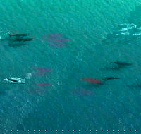 40-45 Minute Port Stephens and Stockton Beach Helicopter Flight - For 2 - Accommodation Bookings