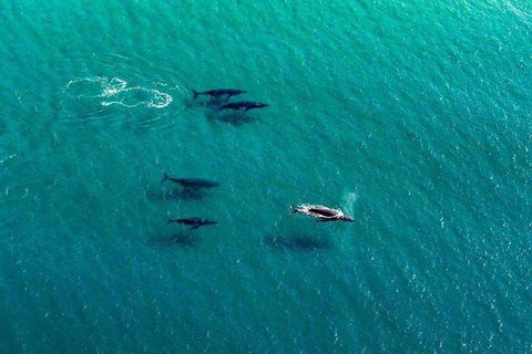 40-45 Minute Port Stephens And Stockton Beach Helicopter Flight - For 2 - Accommodation Bookings 0