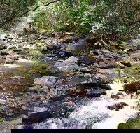 Springbrook Full Day Tour - Accommodation Bookings