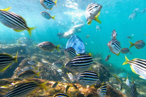 Manly Snorkel Trip And Nature Walk With Local Guide - Accommodation Bookings 2