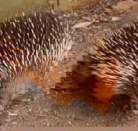 Puffing Billy And Healesville Sanctuary Scenic Tour - Accommodation Bookings