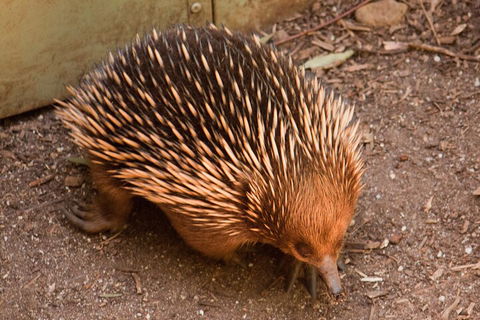 Puffing Billy And Healesville Sanctuary Scenic Tour - Accommodation Bookings 0