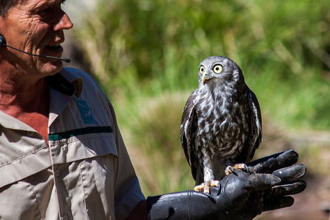 Puffing Billy And Healesville Sanctuary Scenic Tour - Accommodation Bookings 3