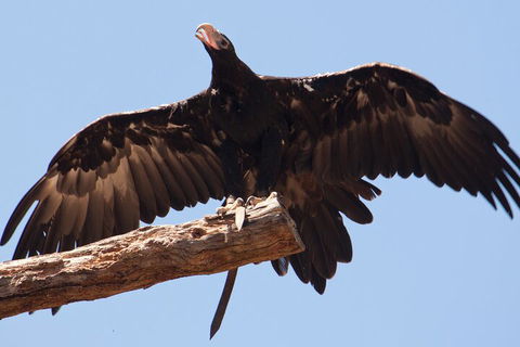 Puffing Billy And Healesville Sanctuary Scenic Tour - Accommodation Bookings 4