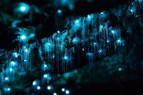 Hinterland Magic & Glow-worm Experience - Accommodation Bookings 1