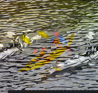Self-Guided Sydney Middle Harbour Kayak 3 Hour Tour by Double Kayak - Accommodation Bookings