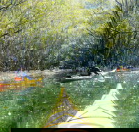 Middle Harbour Mangrove Explorer - Accommodation Bookings