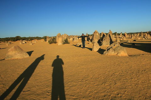 The Pinnacles, Sea And Dunescapes, Bush Reserve And Sunset Day Tour - Accommodation Bookings 5