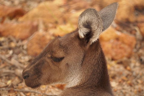 Australian Animals, Seascape And Sunset Photography Tour - Accommodation Bookings 0