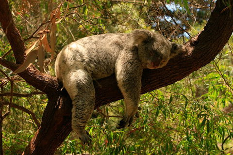 Australian Animals, Seascape And Sunset Photography Tour - Accommodation Bookings 1