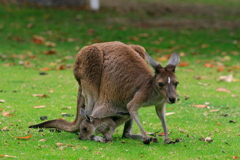 Australian Animals, Seascape And Sunset Photography Tour - Accommodation Bookings 2