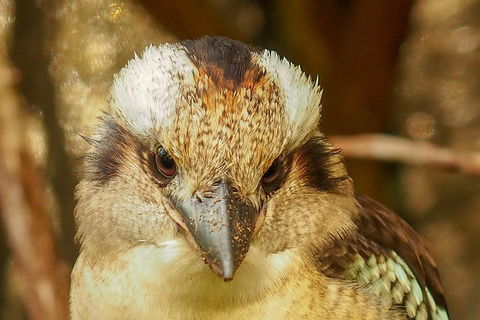 Australian Animals, Seascape And Sunset Photography Tour - Accommodation Bookings 3