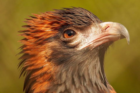 Australian Animals, Seascape And Sunset Photography Tour - Accommodation Bookings 4