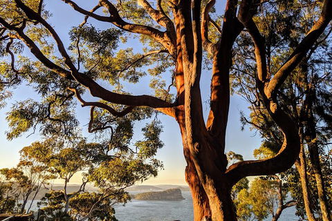 Manly & Sydney's Northern Beaches With 'Personalised Sydney Tours' - Accommodation Bookings 4