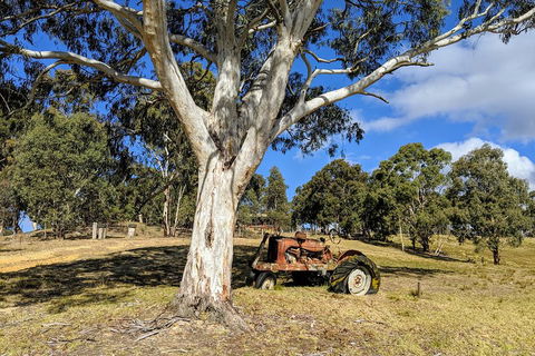 Blue Mountains Private Tour - Wild Kangaroos, Waterfalls And The Three Sisters - Accommodation Bookings 1