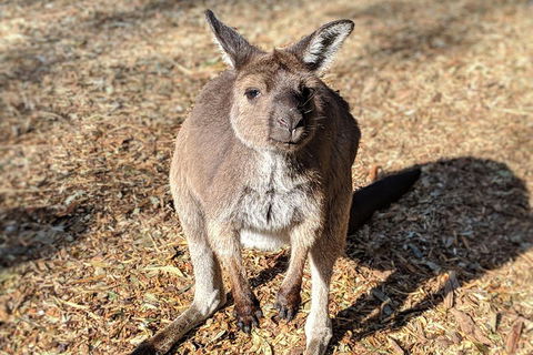 Blue Mountains Private Tour - Wild Kangaroos, Waterfalls And The Three Sisters - Accommodation Bookings 2
