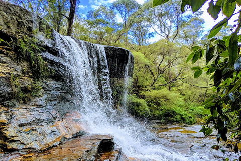 Blue Mountains Private Tour - Wild Kangaroos, Waterfalls And The Three Sisters - Accommodation Bookings 5