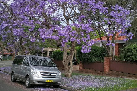 Sydney Secrets & Bondi Beach Private 4 Hr Morning With Personalised Sydney Tours - Accommodation Bookings 0