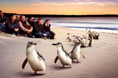 [Private Tour] â€œPenguin Paradeâ€ Phillip Island Tour. - Accommodation Bookings 0