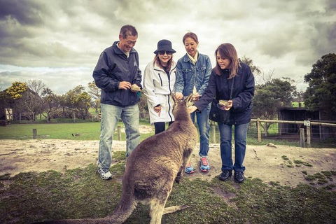 [Private Tour] â€œPenguin Paradeâ€ Phillip Island Tour. - Accommodation Bookings 1