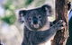 [Private Tour] â€œPenguin Paradeâ€ Phillip Island Tour. - thumb 4