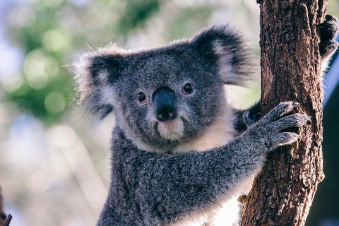 [Private Tour] â€œPenguin Paradeâ€ Phillip Island Tour. - Accommodation Bookings 4