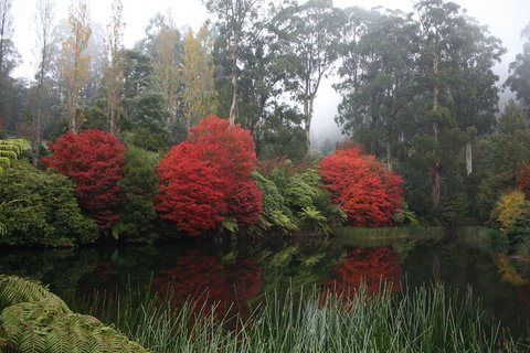 LGBT+ Friendly Full Day Yarra Valley & Dandenong Ranges Private Tour - Accommodation Bookings 2