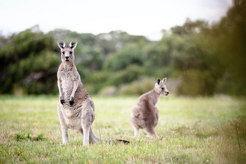 LGBT+ Friendly 3 Day Tour The Grampians, Daylesford & Ballarat - Accommodation Bookings 2