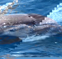 Jervis Bay Dolphin Watch Cruise - Accommodation Bookings