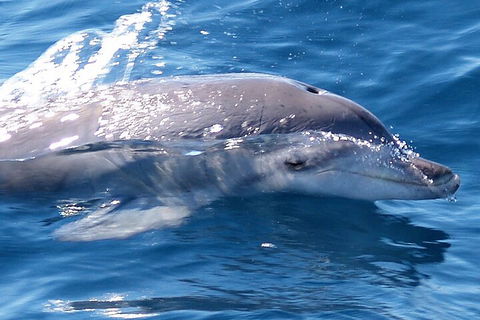 Jervis Bay Dolphin Watch Cruise - Accommodation Bookings 0