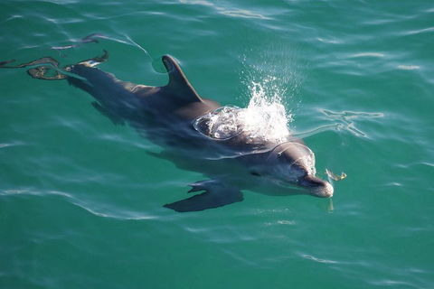 Jervis Bay Dolphin Watch Cruise - Accommodation Bookings 1