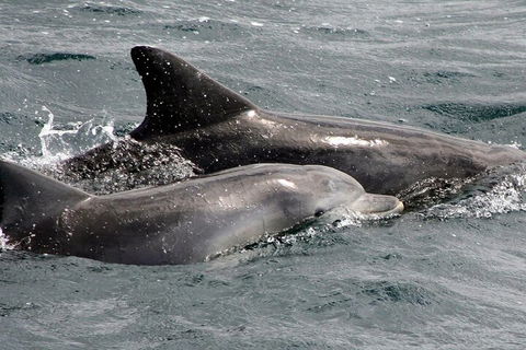 Jervis Bay Dolphin Watch Cruise - Accommodation Bookings 2