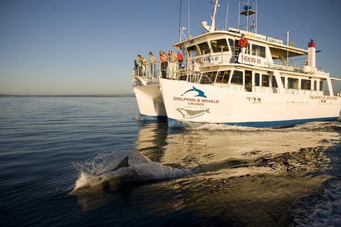 Jervis Bay Dolphin Watch Cruise - Accommodation Bookings 3