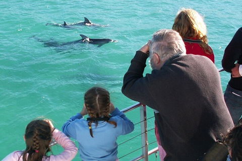 Jervis Bay Dolphin Watch Cruise - Accommodation Bookings 4