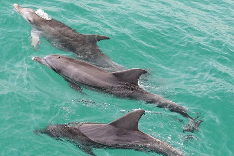 Jervis Bay Dolphin Watch Cruise - Accommodation Bookings 5