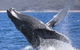 Whale Watching Jervis Bay - thumb 2