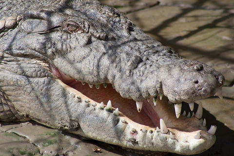 Whitsunday Crocodile Safari Including Lunch - Accommodation Bookings 1