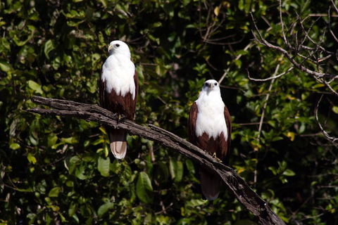 Whitsunday Crocodile Safari Including Lunch - Accommodation Bookings 2