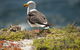 From The Mountains To The Bay - 4 Day Rediscovery Small Group Tour - thumb 1