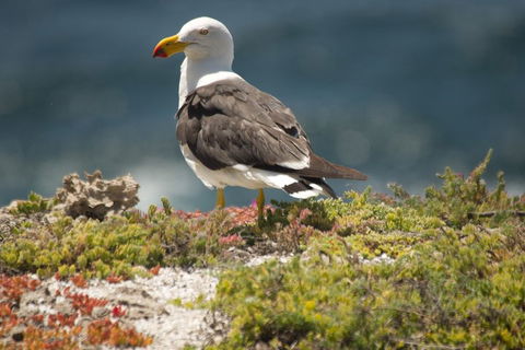 From The Mountains To The Bay - 4 Day Rediscovery Small Group Tour - Accommodation Bookings 1