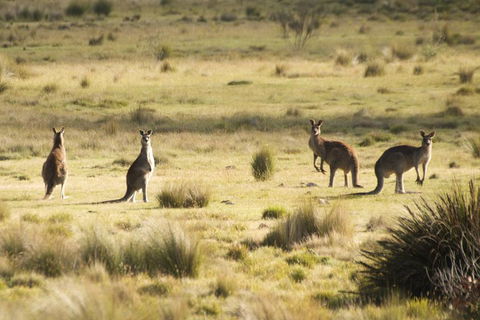 From The Mountains To The Bay - 4 Day Rediscovery Small Group Tour - Accommodation Bookings 4
