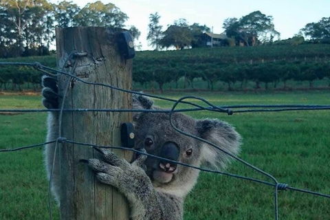The Secret Vines Experience Port Macquarie - Accommodation Bookings 0