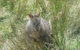 Leven Canyon Day Trip Including Wings Wildlife Park Or Gunns Plains Caves - thumb 3