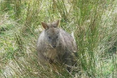 Leven Canyon Day Trip Including Wings Wildlife Park Or Gunns Plains Caves - Accommodation Bookings 3