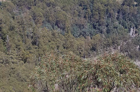 Leven Canyon Day Trip Including Wings Wildlife Park Or Gunns Plains Caves - Accommodation Bookings 4