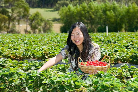 Mornington Peninsula Small Group Day Tour - Accommodation Bookings 4